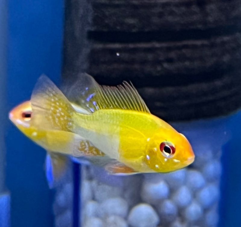 Gold German Ram