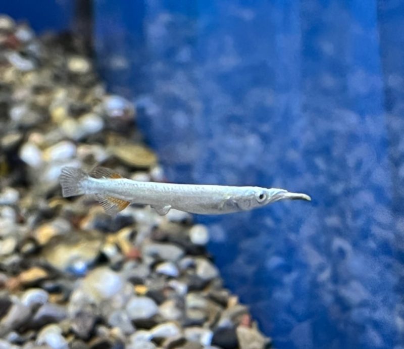 Albino Wrestling Halfbeak