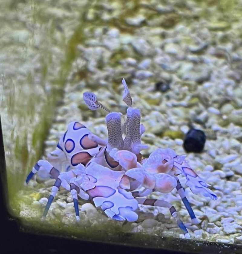 Harlequin Shrimp