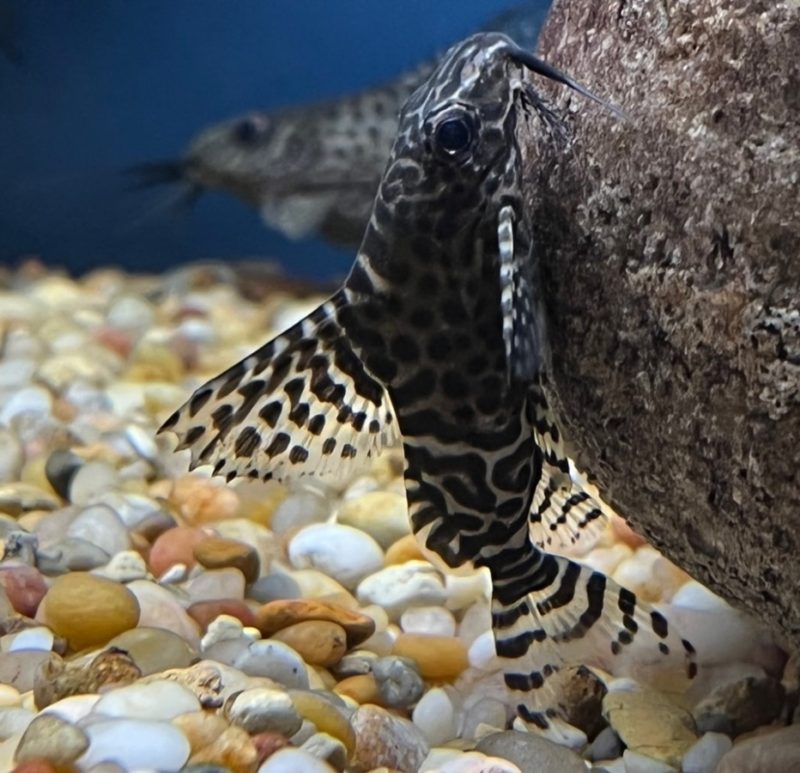 Featherfin Synodontis Catfish