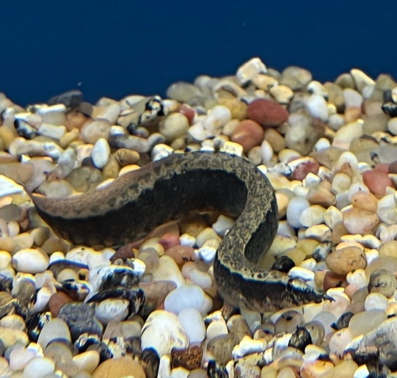 Lesser Spiny Eel