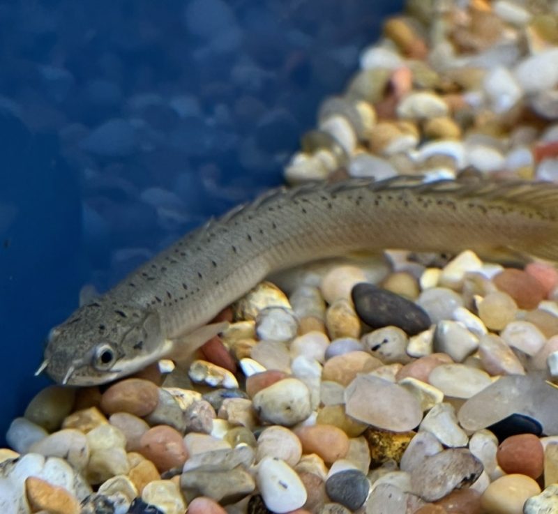 Marbled Bichir