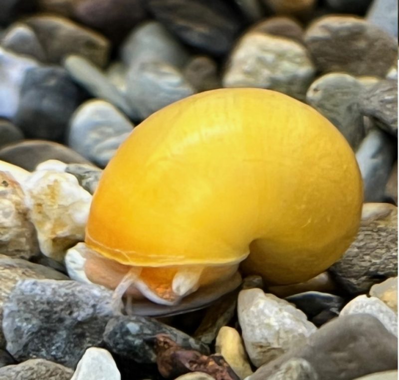 Mystery Snail