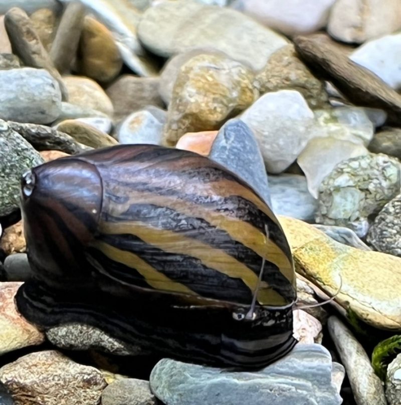 FW Nerite Snail