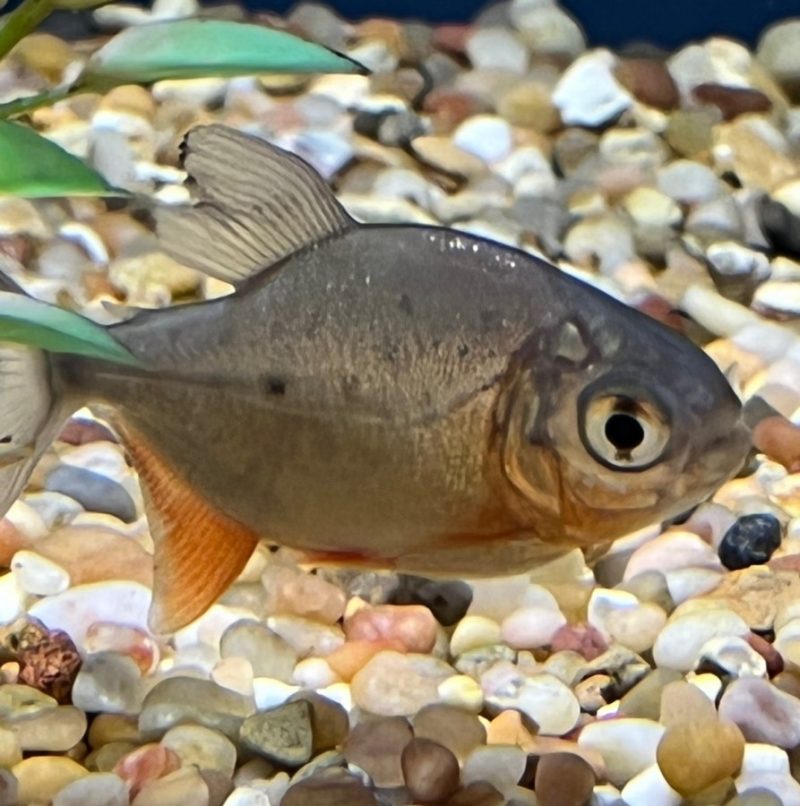 Red Belly Pacu