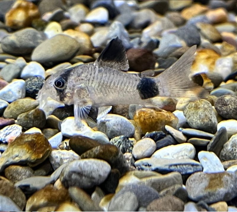 Panda Cory