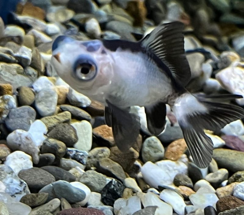 Telescope Moor Goldfish - Image 3