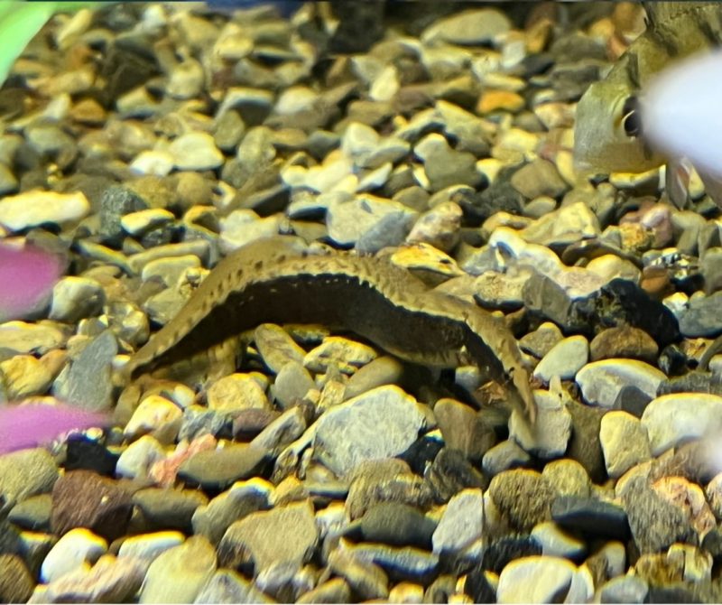 Peacock Spiny Eel