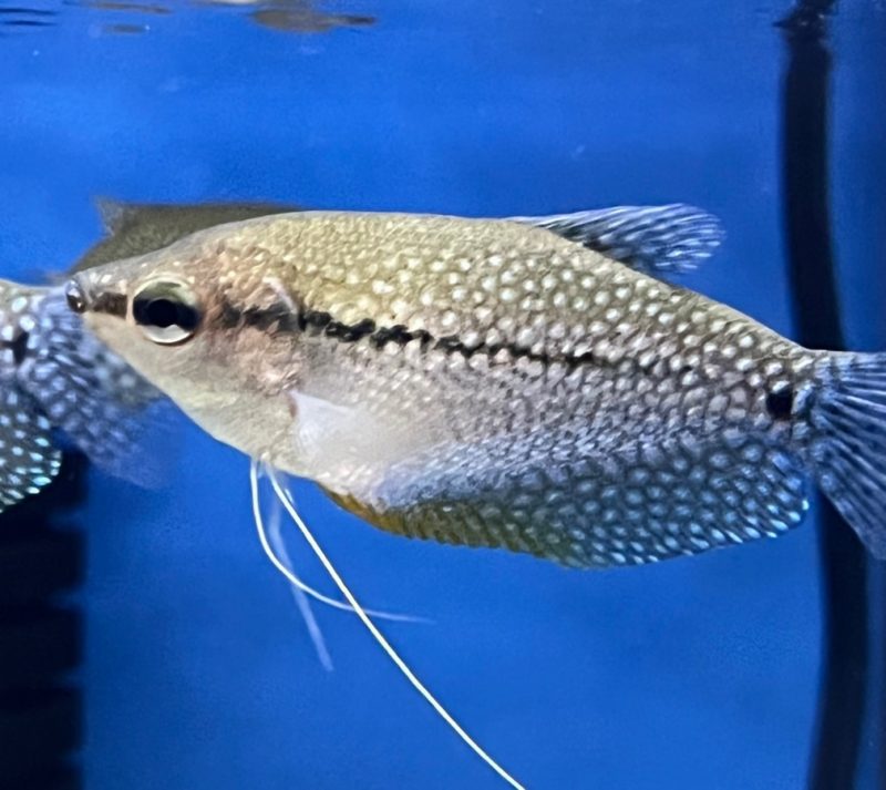 Pearl Gourami