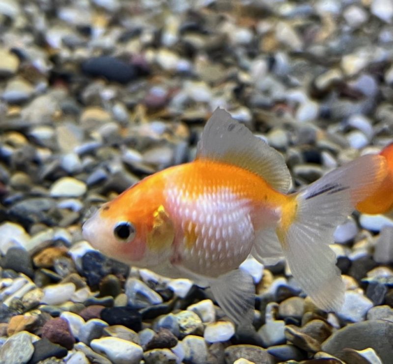 Pearlscale Goldfish