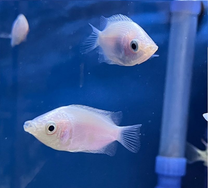 Kissing Gourami