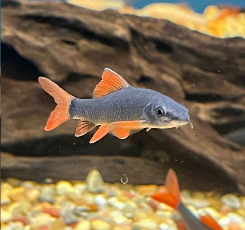 Rainbow Shark - Image 2