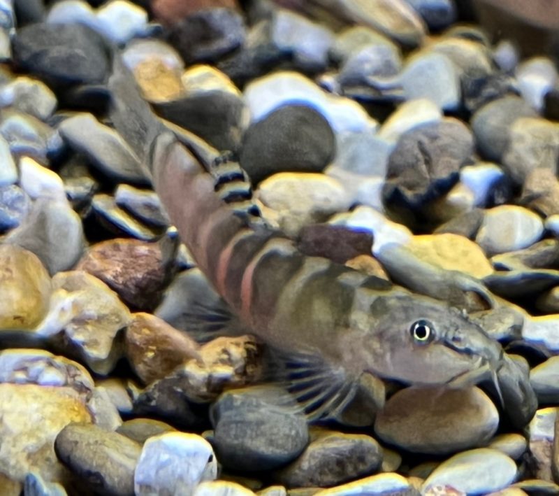 Sumo Loach