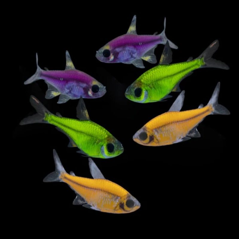 GloFish X-Ray Priscilla Tetra