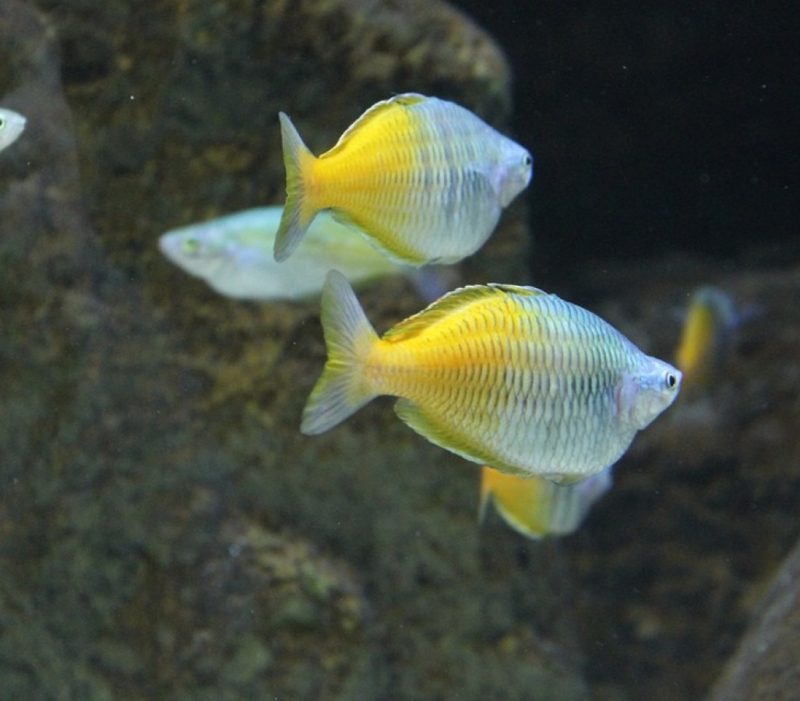 Boesemani Rainbowfish