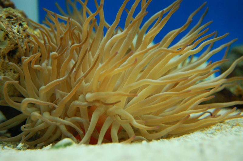 Condylactis Anemone