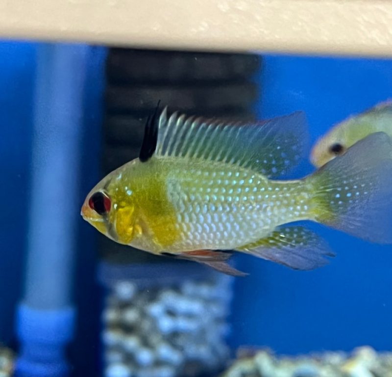 German Blue Ram