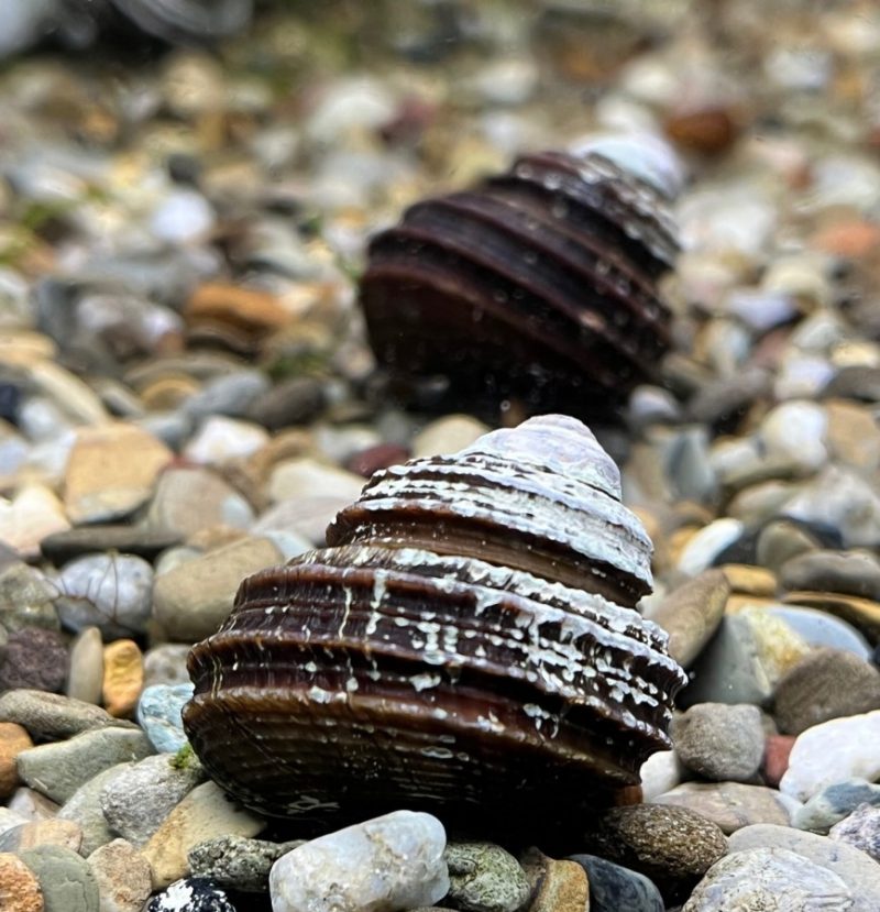 Blue Torbo Snail