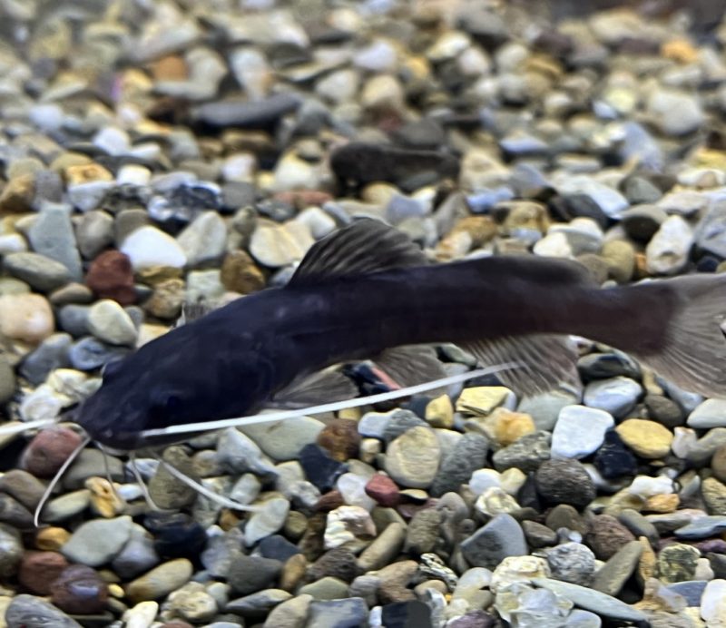 Asian Red Tail Catfish