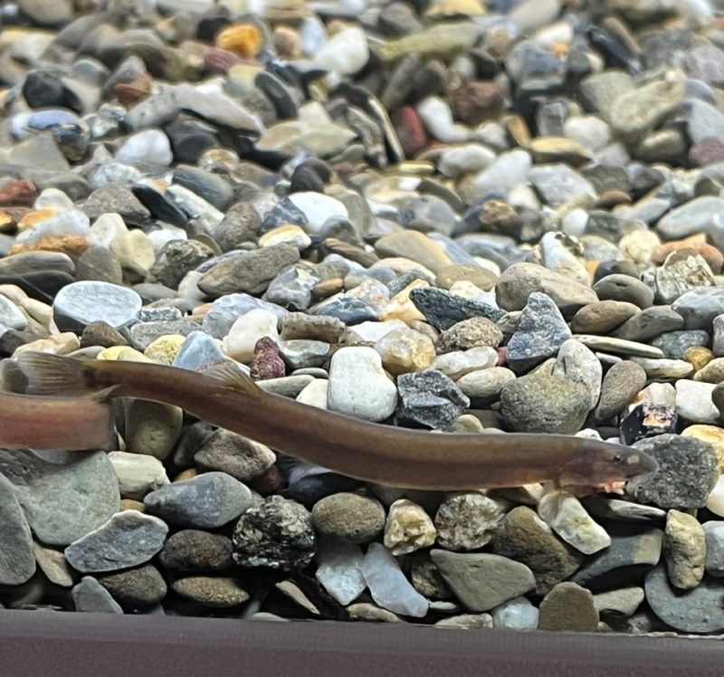 Black Kuhli Loach