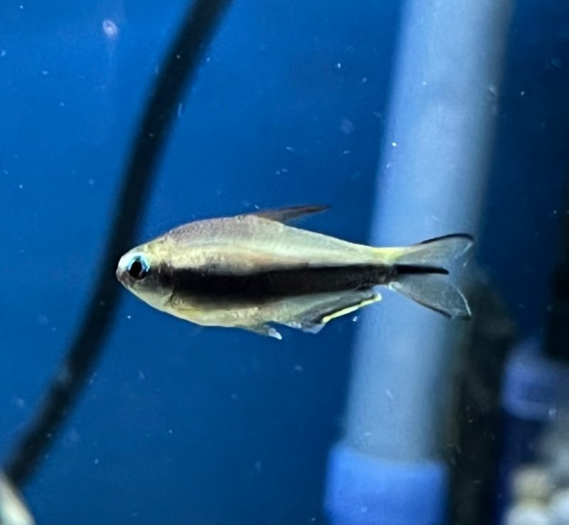 Emperor Tetra