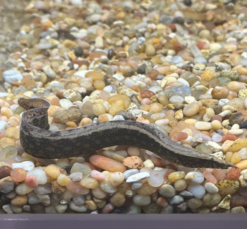 Half Banded Spiny Eel