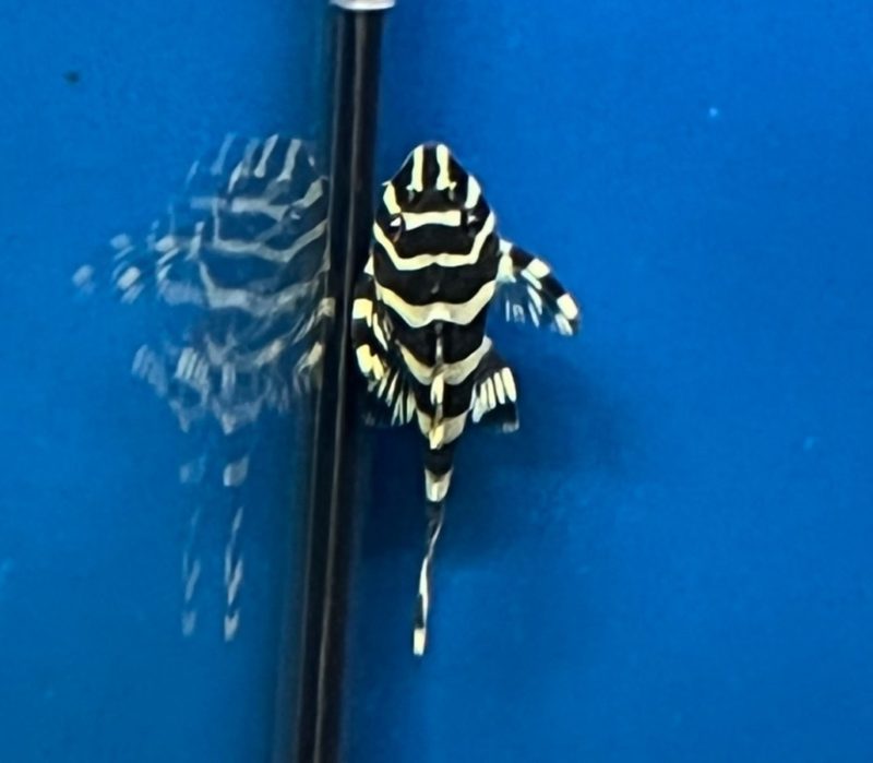 King Tiger Pleco L133