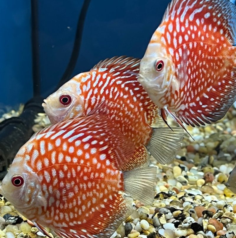 Assorted Discus