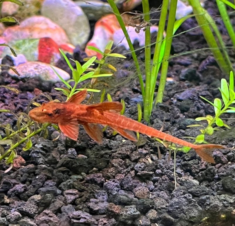 Red Lizard Catfish