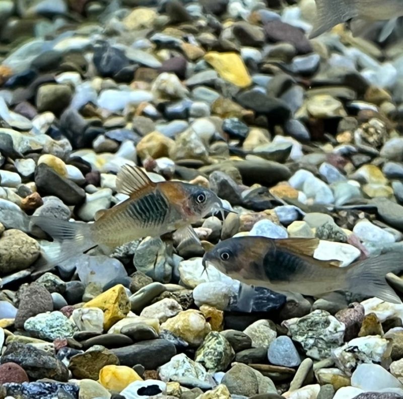 Red Sailfin Cory