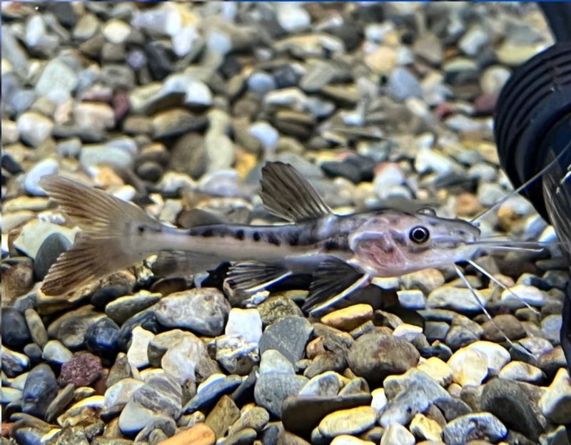 Red Tail/Tiger Shovelnose Catfish