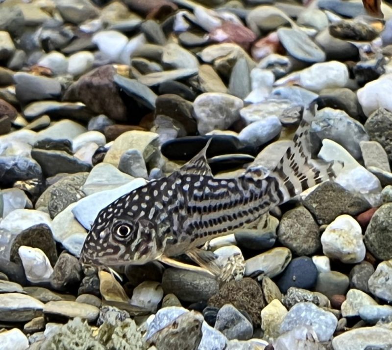 Sterba's Cory