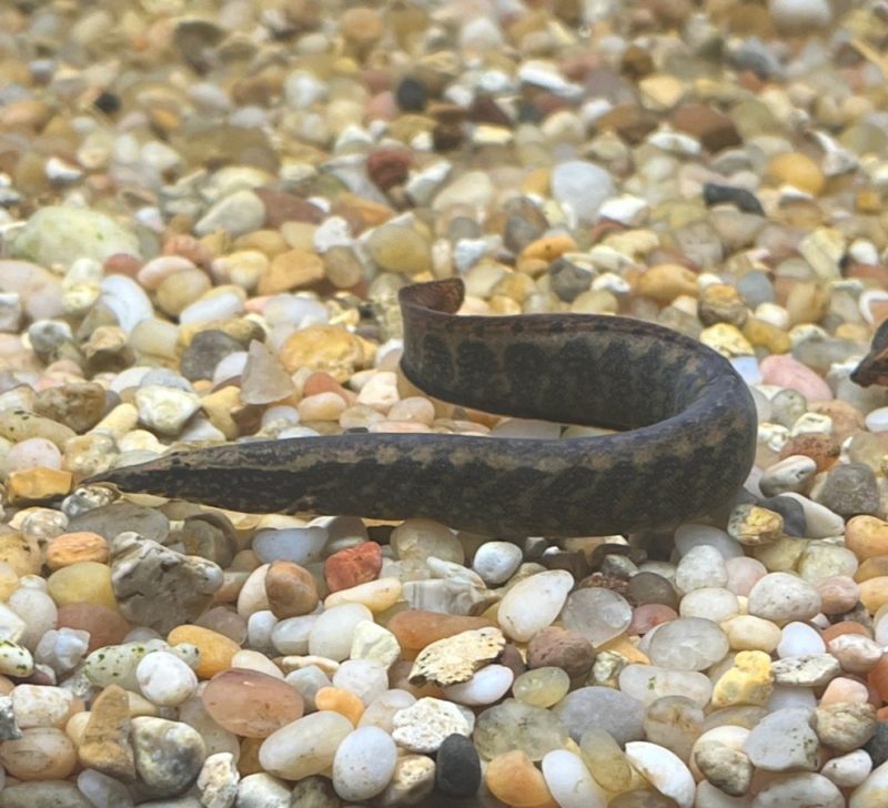 Tire Track Spiny Eel