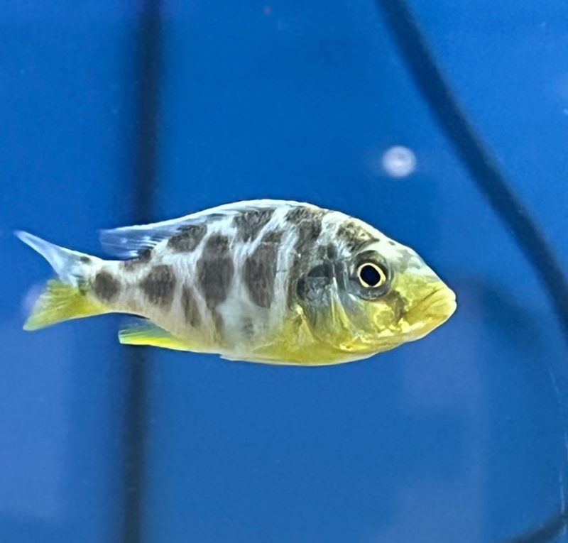 Venustus Cichlid