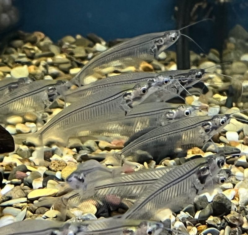 Ghost Glass Catfish