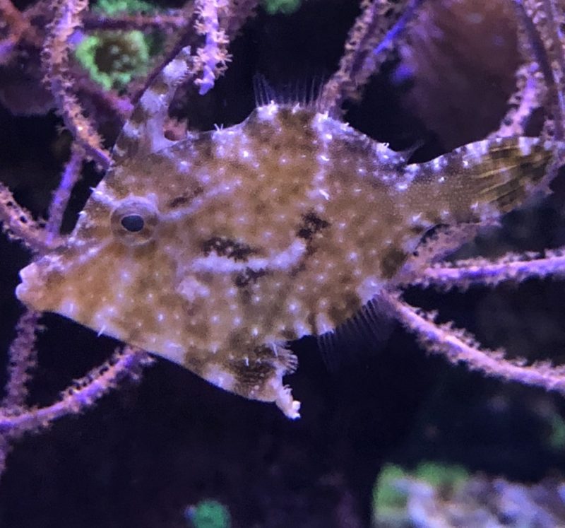 Aiptasia Eating Filefish