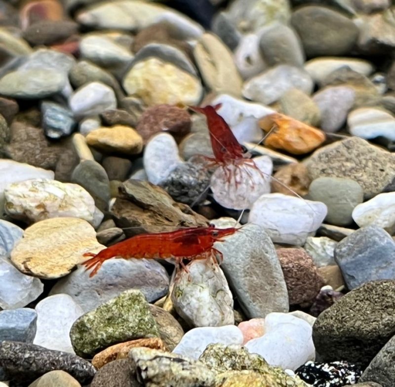 Cherry Shrimp