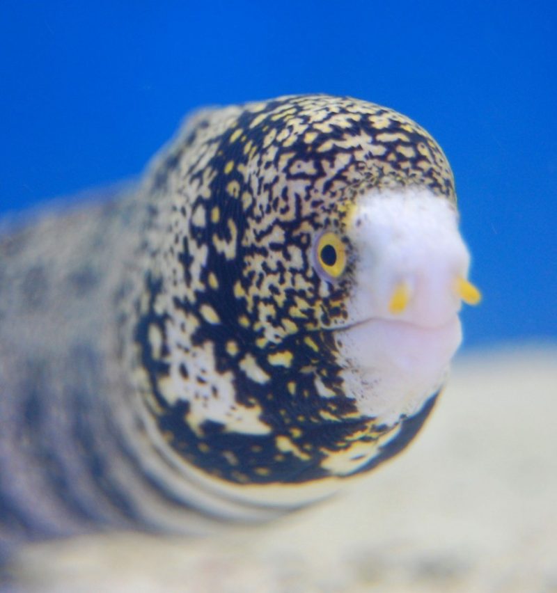 Snowflake Eel