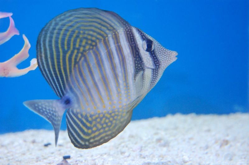 Desjardini Tang