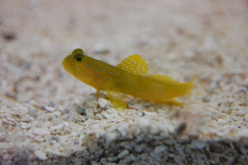 Yellow Watchman Goby