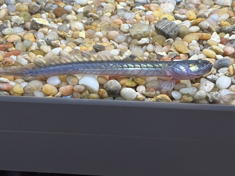 Dragonfish Goby