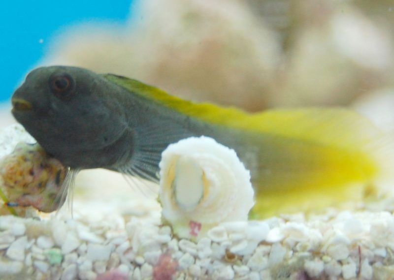 Flametail Blenny