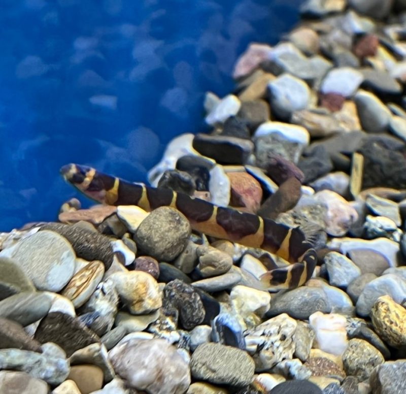 Kuhli Loach