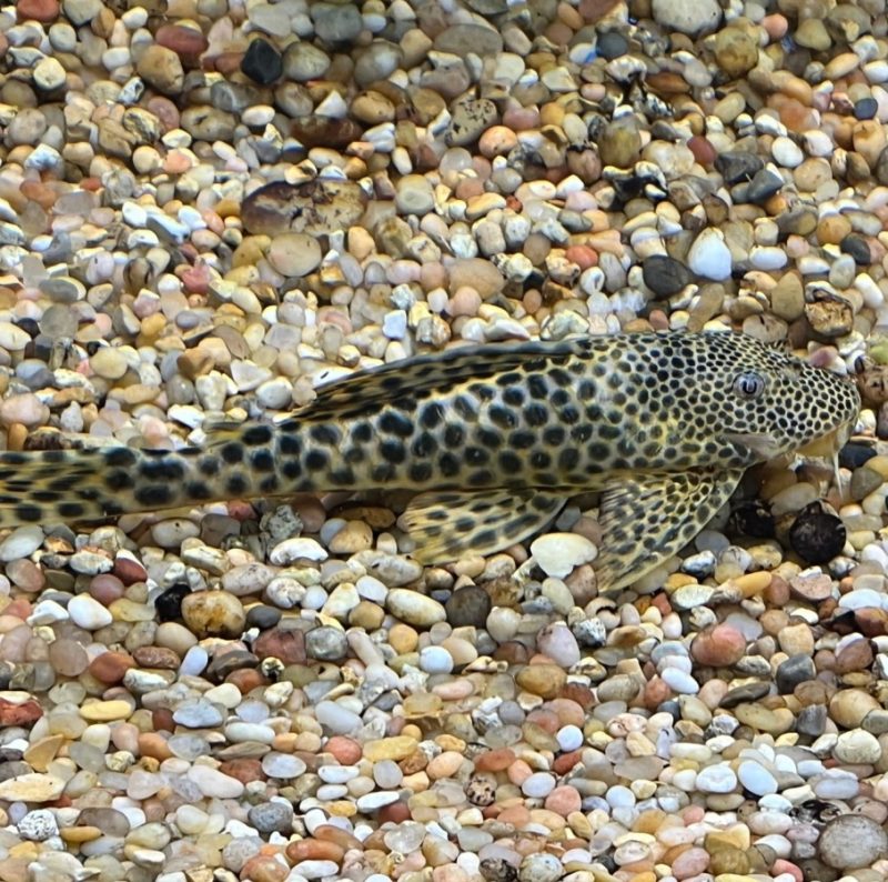 Para Pleco L075/L124