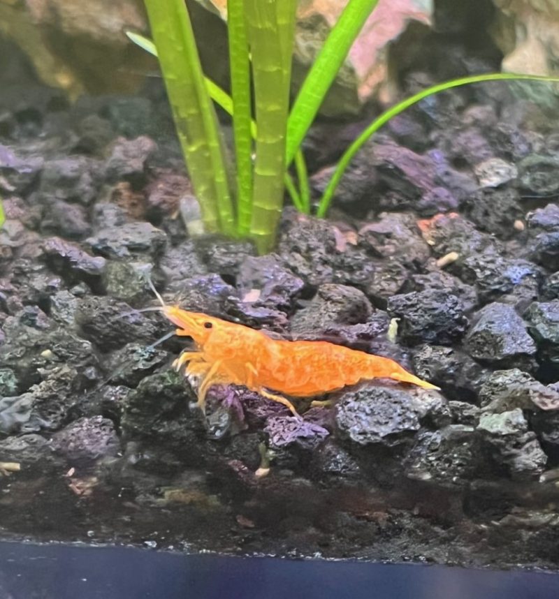 Sunkist Shrimp