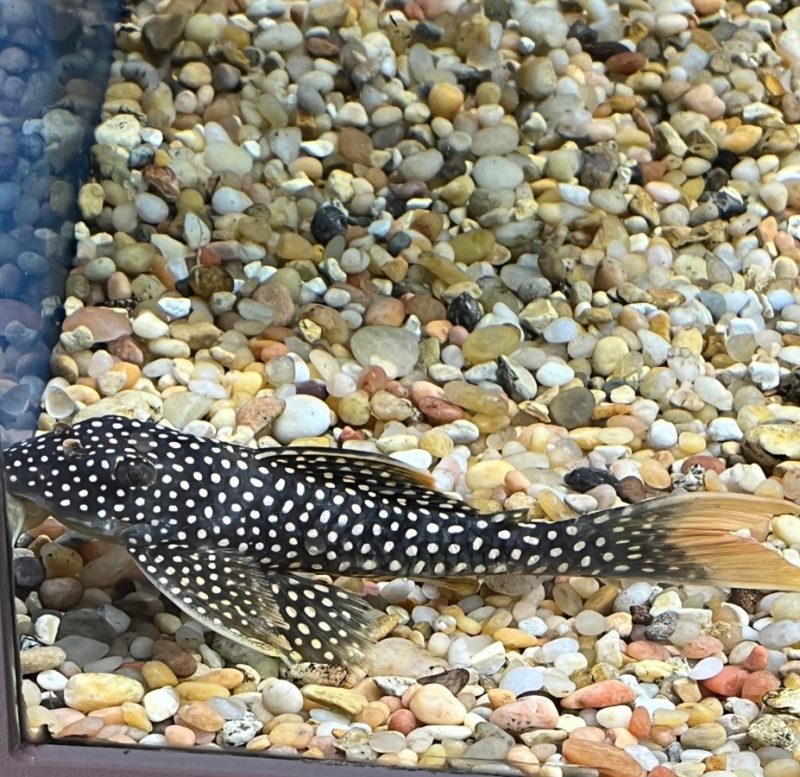 Sunshine Pleco L014