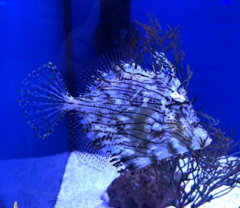 Tassled Filefish