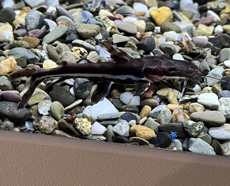 Tiger Shovelnose Catfish