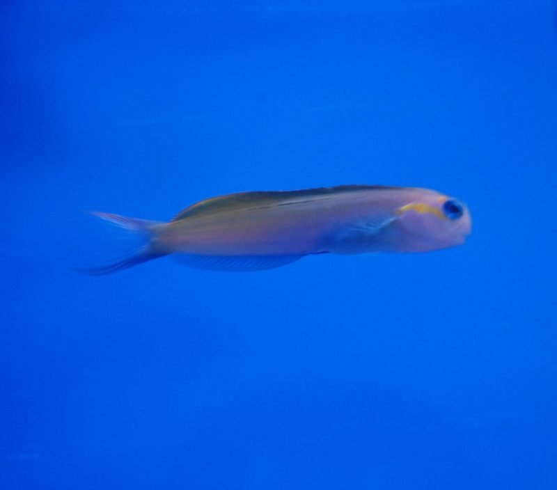 Midas Blenny