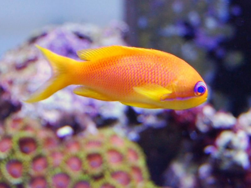 Squampinis Anthias Fm